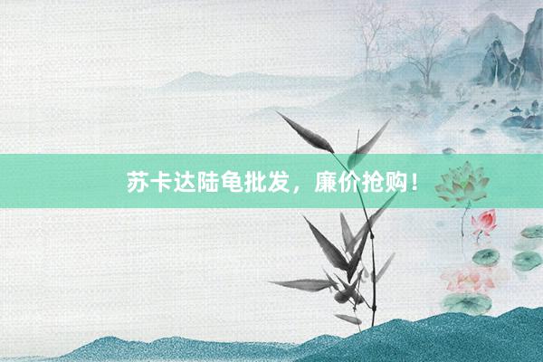 苏卡达陆龟批发，廉价抢购！